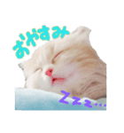 もにゃおくん（個別スタンプ：1）