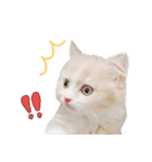 もにゃおくん（個別スタンプ：5）