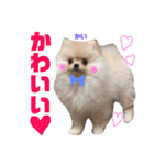 ポメラニアンの海くん（かいくん）②（個別スタンプ：1）