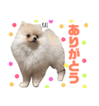 ポメラニアンの海くん（かいくん）②（個別スタンプ：2）