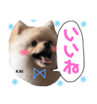 ポメラニアンの海くん（かいくん）②（個別スタンプ：3）