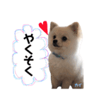 ポメラニアンの海くん（かいくん）②（個別スタンプ：4）