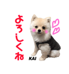ポメラニアンの海くん（かいくん）②（個別スタンプ：5）