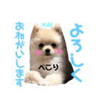 ポメラニアンの海くん（かいくん）②（個別スタンプ：6）