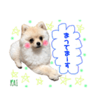 ポメラニアンの海くん（かいくん）②（個別スタンプ：9）