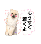 ポメラニアンの海くん（かいくん）②（個別スタンプ：10）