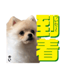 ポメラニアンの海くん（かいくん）②（個別スタンプ：11）