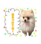 ポメラニアンの海くん（かいくん）②（個別スタンプ：12）