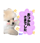 ポメラニアンの海くん（かいくん）②（個別スタンプ：13）