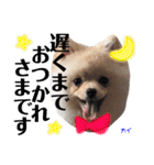 ポメラニアンの海くん（かいくん）②（個別スタンプ：14）