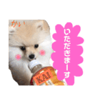 ポメラニアンの海くん（かいくん）②（個別スタンプ：15）