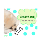 ポメラニアンの海くん（かいくん）②（個別スタンプ：16）