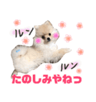 ポメラニアンの海くん（かいくん）②（個別スタンプ：19）