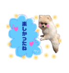 ポメラニアンの海くん（かいくん）②（個別スタンプ：20）
