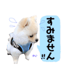 ポメラニアンの海くん（かいくん）②（個別スタンプ：22）