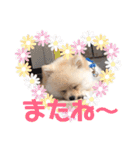 ポメラニアンの海くん（かいくん）②（個別スタンプ：24）