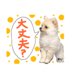 ポメラニアンの海くん（かいくん）②（個別スタンプ：26）