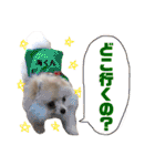 ポメラニアンの海くん（かいくん）②（個別スタンプ：28）