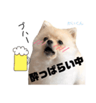 ポメラニアンの海くん（かいくん）②（個別スタンプ：29）