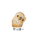 フクロウさん009（個別スタンプ：4）