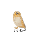 フクロウさん009（個別スタンプ：8）