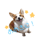 コーギーはなちゃんスタンプ（個別スタンプ：1）