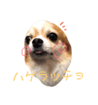 コーギーはなちゃんスタンプ（個別スタンプ：8）