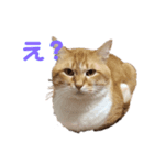 愛しのまろちゃん（個別スタンプ：1）
