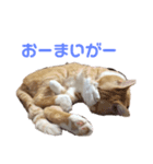 愛しのまろちゃん（個別スタンプ：2）