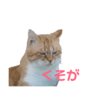 愛しのまろちゃん（個別スタンプ：3）