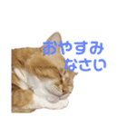愛しのまろちゃん（個別スタンプ：4）