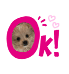 かわいいダルくん①（個別スタンプ：1）