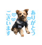 かわいいダルくん①（個別スタンプ：3）
