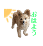 かわいいダルくん①（個別スタンプ：7）