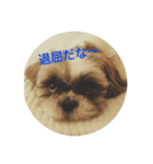 シーズー apollon（個別スタンプ：6）