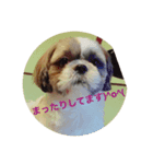 シーズー apollon（個別スタンプ：7）