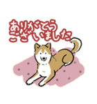 Every Day Dog SHIBA 日本語3（個別スタンプ：11）