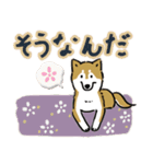 Every Day Dog SHIBA 日本語3（個別スタンプ：14）