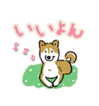 Every Day Dog SHIBA 日本語3（個別スタンプ：15）