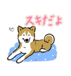 Every Day Dog SHIBA 日本語3（個別スタンプ：19）