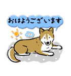 Every Day Dog SHIBA 日本語3（個別スタンプ：21）
