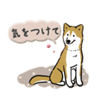 Every Day Dog SHIBA 日本語3（個別スタンプ：30）