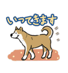 Every Day Dog SHIBA 日本語3（個別スタンプ：31）
