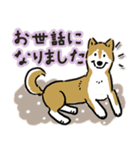 Every Day Dog SHIBA 日本語3（個別スタンプ：32）