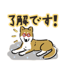 Every Day Dog SHIBA 日本語3（個別スタンプ：34）