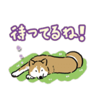 Every Day Dog SHIBA 日本語3（個別スタンプ：35）