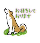 Every Day Dog SHIBA 日本語3（個別スタンプ：36）