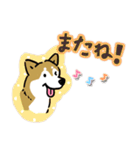 Every Day Dog SHIBA 日本語3（個別スタンプ：38）