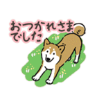 Every Day Dog SHIBA 日本語3（個別スタンプ：40）