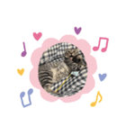猫のごまのスタンプ パート2（個別スタンプ：4）